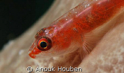 Picture taken on the second reef off Negombo, Sri Lanka. by Anouk Houben 